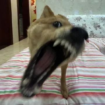 被夺舍了啊啊啊狗宝！可爱养了