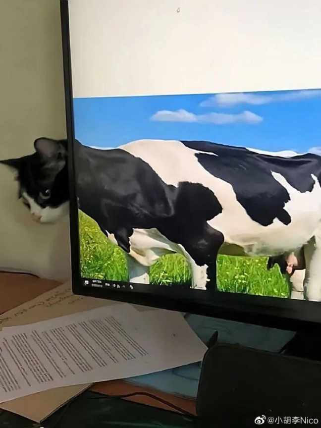 躲了又没完全躲，可爱捏