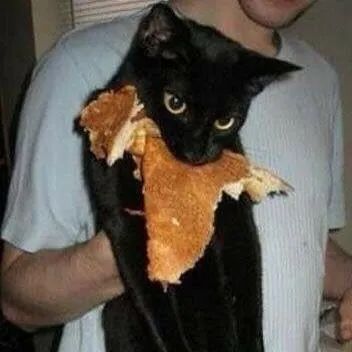 猫咪不坏、人类不爱