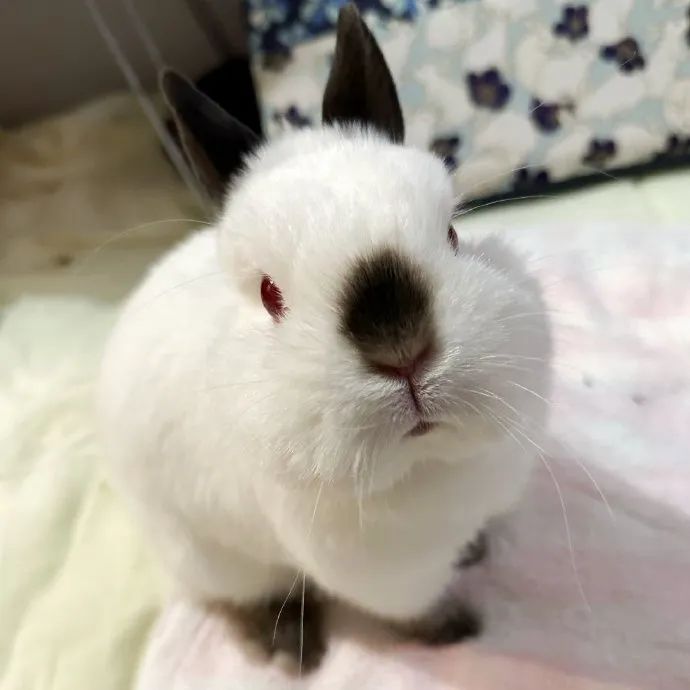 是黑耳朵黑鼻子的兔兔！手套和靴子还挺配套