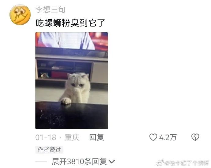 猫咪像人的瞬间，哈哈哈太可爱啦