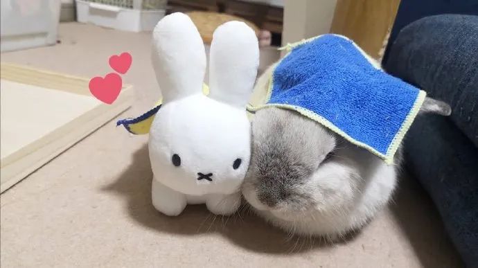 看得出来兔兔真的很喜欢米菲