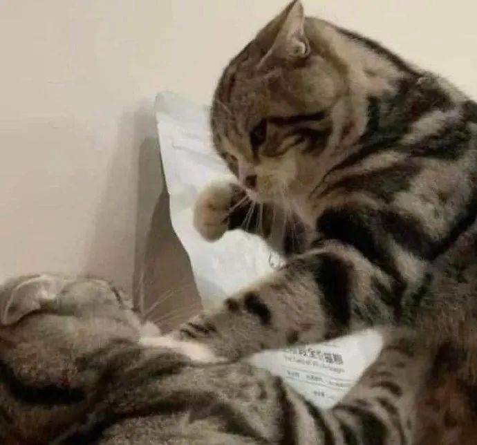 暴力小猫！一拳打爆你！